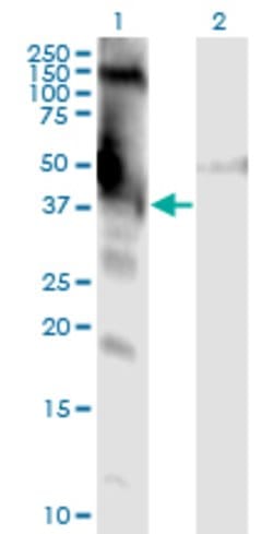 Invitrogen DMWD Monoclonal Antibody (3F5) 100 &mu;g; Unconjugated:Antibodies,