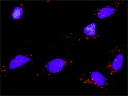 Invitrogen NTF4 Monoclonal Antibody (1G12) 100 &mu;g; Unconjugated:Antibodies,
