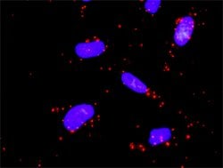 Invitrogen MEK5 Monoclonal Antibody (1E5) 100 &mu;g; Unconjugated:Antibodies,