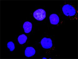 Invitrogen YES1 Monoclonal Antibody (3C6) 50 &mu;g; Unconjugated:Antibodies,