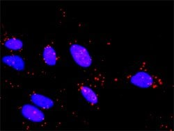 Invitrogen TAOK2 Monoclonal Antibody (2F4) 100 &mu;g; Unconjugated:Antibodies,