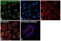 Invitrogen Phospho-RNA pol II CTD (Ser2) Monoclonal Antibody 50 &mu;g;