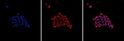 AGO2 Monoclonal Antibody, Invitrogen 100 &mu;g; Unconjugated:Antibodies,