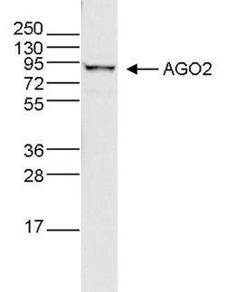 AGO2 Monoclonal Antibody, Invitrogen 100 &mu;g; Unconjugated:Antibodies,