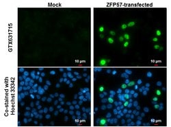 Invitrogen ZFP57 Monoclonal Antibody (3I1) 100 &mu;L; Unconjugated:Antibodies,