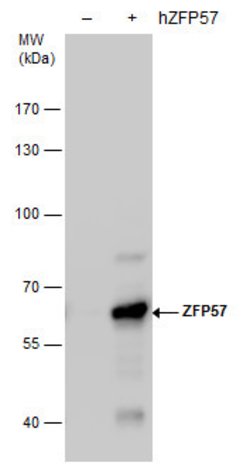Invitrogen ZFP57 Monoclonal Antibody (3I1) 100 &mu;L; Unconjugated:Antibodies,