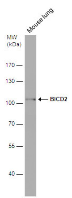 Invitrogen BICD2 Monoclonal Antibody (3I3) 100 &mu;L; Unconjugated:Antibodies,