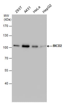 Invitrogen BICD2 Monoclonal Antibody (3I3) 100 &mu;L; Unconjugated:Antibodies,