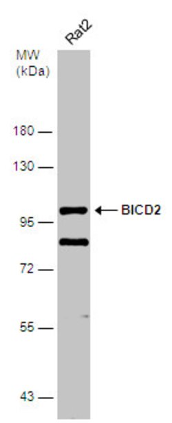 Invitrogen BICD2 Monoclonal Antibody (3I3) 100 &mu;L; Unconjugated:Antibodies,
