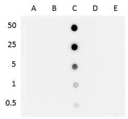 Invitrogen 5-hydroxymethylcytosine Monoclonal Antibody (3I7) 100 &mu;L;
