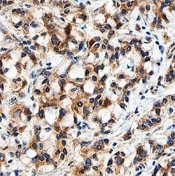 Invitrogen TGF beta-3 Monoclonal Antibody (20724) 100 &mu;g; Unconjugated:Antibodies,