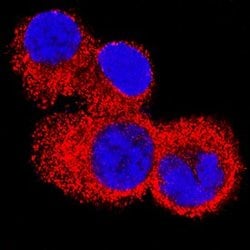 Invitrogen IL4R Monoclonal Antibody (25463) 100 &mu;g; Unconjugated:Antibodies,