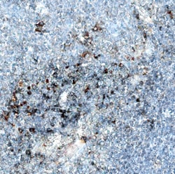 Invitrogen CD154 (CD40 Ligand) Monoclonal Antibody (40804) 100 &mu;g; Unconjugated:Antibodies,