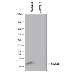 Invitrogen CXCL13 Monoclonal Antibody (53610) 100 &mu;g; Unconjugated:Antibodies,