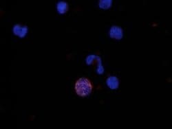 Invitrogen MIP-3 beta Monoclonal Antibody (54909) 100 &mu;g; Unconjugated:Antibodies,