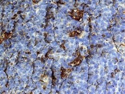 Invitrogen MIP-3 beta Monoclonal Antibody (54909) 100 &mu;g; Unconjugated:Antibodies,