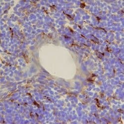 Invitrogen CCL21 Monoclonal Antibody (59106):Antibodies:Primary Antibodies