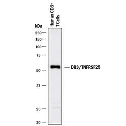 Invitrogen DR3 Monoclonal Antibody (59204) 100 &mu;g; Unconjugated:Antibodies,