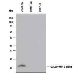 Invitrogen MIP-3 alpha Monoclonal Antibody (67310) 100 &mu;g; Unconjugated:Antibodies,