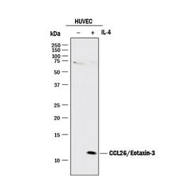 Invitrogen Eotaxin 3 Monoclonal Antibody (115002):Antibodies:Primary Antibodies