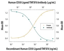 Invitrogen CD153 Monoclonal Antibody (116614) 100 &mu;g; Unconjugated:Antibodies,
