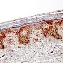 Invitrogen CCL27 Monoclonal Antibody (124308) 100 &mu;g; Unconjugated:Antibodies,
