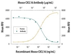 Invitrogen CXCL16 Monoclonal Antibody (142417) 100 &mu;g; Unconjugated:Antibodies,