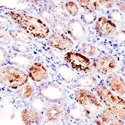 Invitrogen BMP-7 Monoclonal Antibody (164311) 100 &mu;g; Unconjugated:Antibodies,