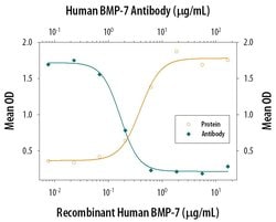 Invitrogen BMP-7 Monoclonal Antibody (164311) 100 &mu;g; Unconjugated:Antibodies,