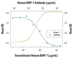 Invitrogen BMP-7 Monoclonal Antibody (164313) 100 &mu;g; Unconjugated:Antibodies,