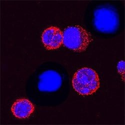 Invitrogen TREM1 Monoclonal Antibody (174031) 100 &mu;g; Unconjugated:Antibodies,