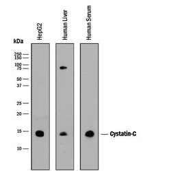 Invitrogen Cystatin C Monoclonal Antibody (197807) 100 &mu;g; Unconjugated:Antibodies,