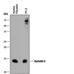 Invitrogen Cystatin C Monoclonal Antibody (197807) 100 &mu;g; Unconjugated:Antibodies,