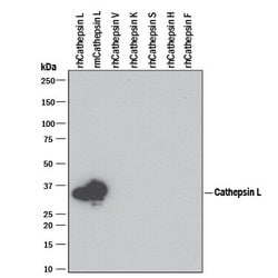 Cathepsin L Monoclonal Antibody (204101), Invitrogen 100 &mu;g; Unconjugated:Antibodies,