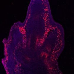 Invitrogen CD105 Monoclonal Antibody (209701) 100 &mu;g; Unconjugated:Antibodies,