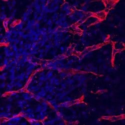 Invitrogen CD105 Monoclonal Antibody (209701) 100 &mu;g; Unconjugated:Antibodies,
