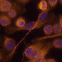 Invitrogen RELM alpha Monoclonal Antibody (226033) 100 &mu;g; Unconjugated:Antibodies,