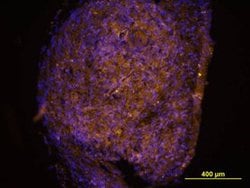Invitrogen Nidogen Monoclonal Antibody (302117) 100 &mu;g; Unconjugated:Antibodies,