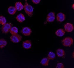 Invitrogen CSF2RA Monoclonal Antibody (698423) 100 &mu;g; Unconjugated:Antibodies,