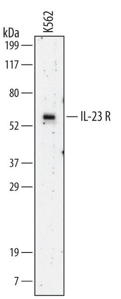 Invitrogen IL23R Monoclonal Antibody (218213) 100 &mu;g; Unconjugated:Antibodies,