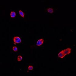 Invitrogen FSTL1 Monoclonal Antibody (228208) 100 &mu;g; Unconjugated:Antibodies,