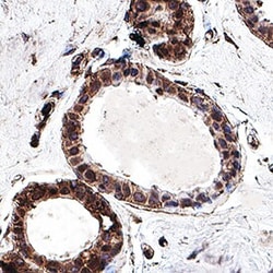 Invitrogen BRCA2 Monoclonal Antibody (234403) 100 &mu;g; Unconjugated:Antibodies,