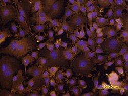Invitrogen ITGB6 Monoclonal Antibody (268622) 100 &mu;g; Unconjugated:Antibodies,