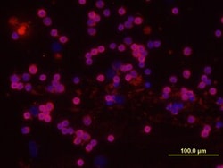 Invitrogen DcTRAILR1 Monoclonal Antibody (270012) 100 &mu;g; Unconjugated:Antibodies,