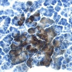 Invitrogen REG3B Monoclonal Antibody (293523) 100 &mu;g; Unconjugated:Antibodies,