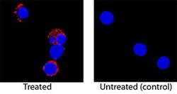 Invitrogen IL-5 Monoclonal Antibody (299298) 100 &mu;g; Unconjugated:Antibodies,