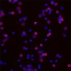 Invitrogen IL24 Monoclonal Antibody (303308) 100 &mu;g; Unconjugated:Antibodies,