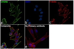 Invitrogen GPNMB Monoclonal Antibody (303822) 100 &mu;g; Unconjugated:Antibodies,