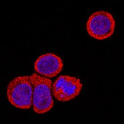 Invitrogen IL-22 Receptor alpha Monoclonal Antibody (305405) 100 &mu;g;