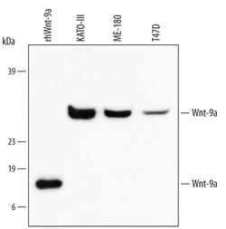 Invitrogen WNT9A Monoclonal Antibody (326711) 100 &mu;g; Unconjugated:Antibodies,